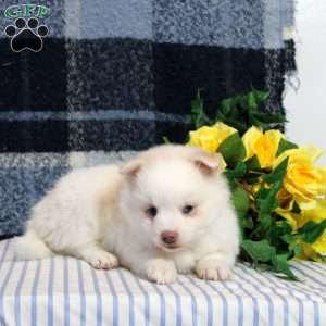 Flora, Pomsky Puppy